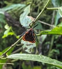 Spartocera pantomima