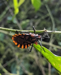 Spartocera pantomima