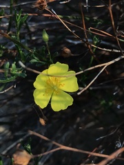 Crocanthemum aldersonii