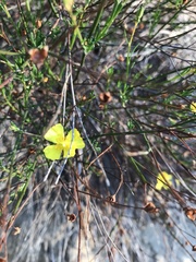Crocanthemum aldersonii