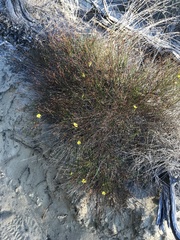 Crocanthemum aldersonii