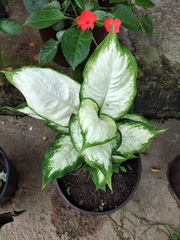 Aglaonema nitidum