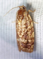 Choristoneura houstonana