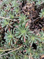 Alyssoides utriculata