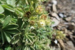 Potentilla nivalis