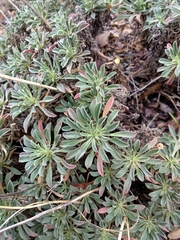 Alyssoides utriculata