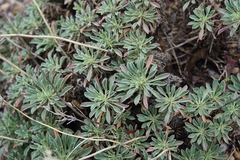 Alyssoides utriculata