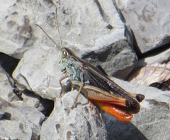 Stenobothrus rubicundulus