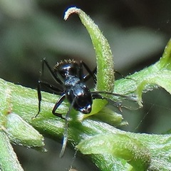 Camponotus arminius