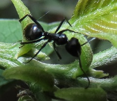 Camponotus arminius