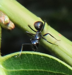 Camponotus arminius
