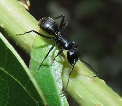 Camponotus arminius