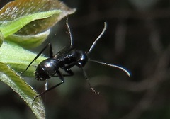 Camponotus arminius