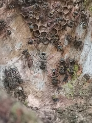 Metapolybia