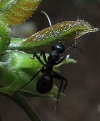 Camponotus arminius
