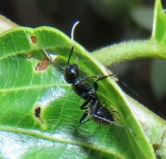 Camponotus arminius