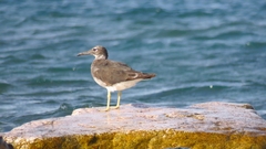 Ichthyaetus leucophthalmus
