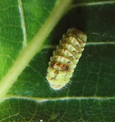 Pseudonacaduba sichela sichela