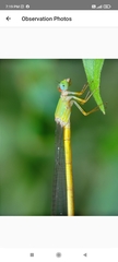 Ceriagrion coromandelianum