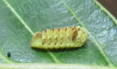 Pseudonacaduba sichela sichela