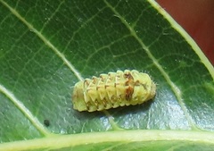 Pseudonacaduba sichela sichela