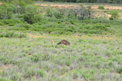 Struthio camelus australis
