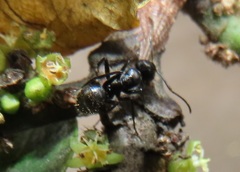Camponotus arminius