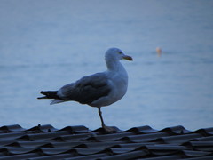 Larus michahellis