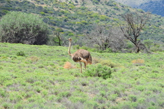 Struthio camelus australis