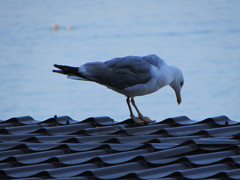 Larus michahellis