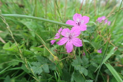Erodium manescavii