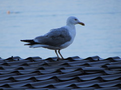 Larus michahellis