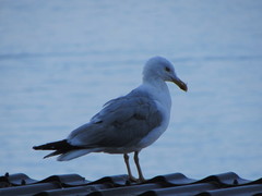 Larus michahellis