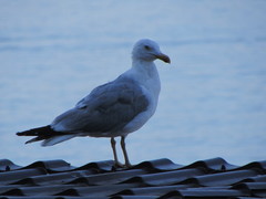 Larus michahellis