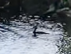 Lophodytes cucullatus image