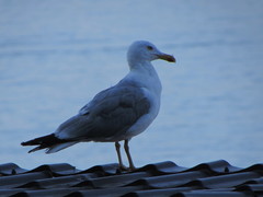 Larus michahellis