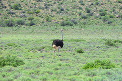 Struthio camelus australis