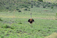 Struthio camelus australis