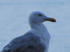 Larus michahellis