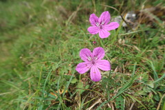 Erodium manescavii