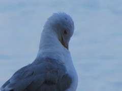 Larus michahellis