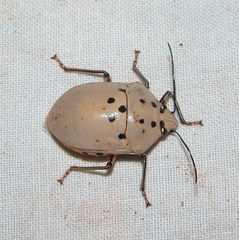 Augocoris gomesii