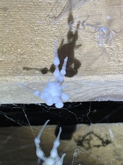 Engyodontium aranearum