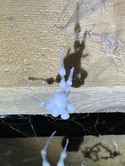 Engyodontium aranearum