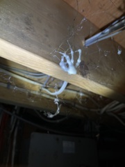 Engyodontium aranearum