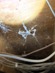 Engyodontium aranearum