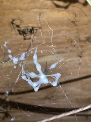 Engyodontium aranearum