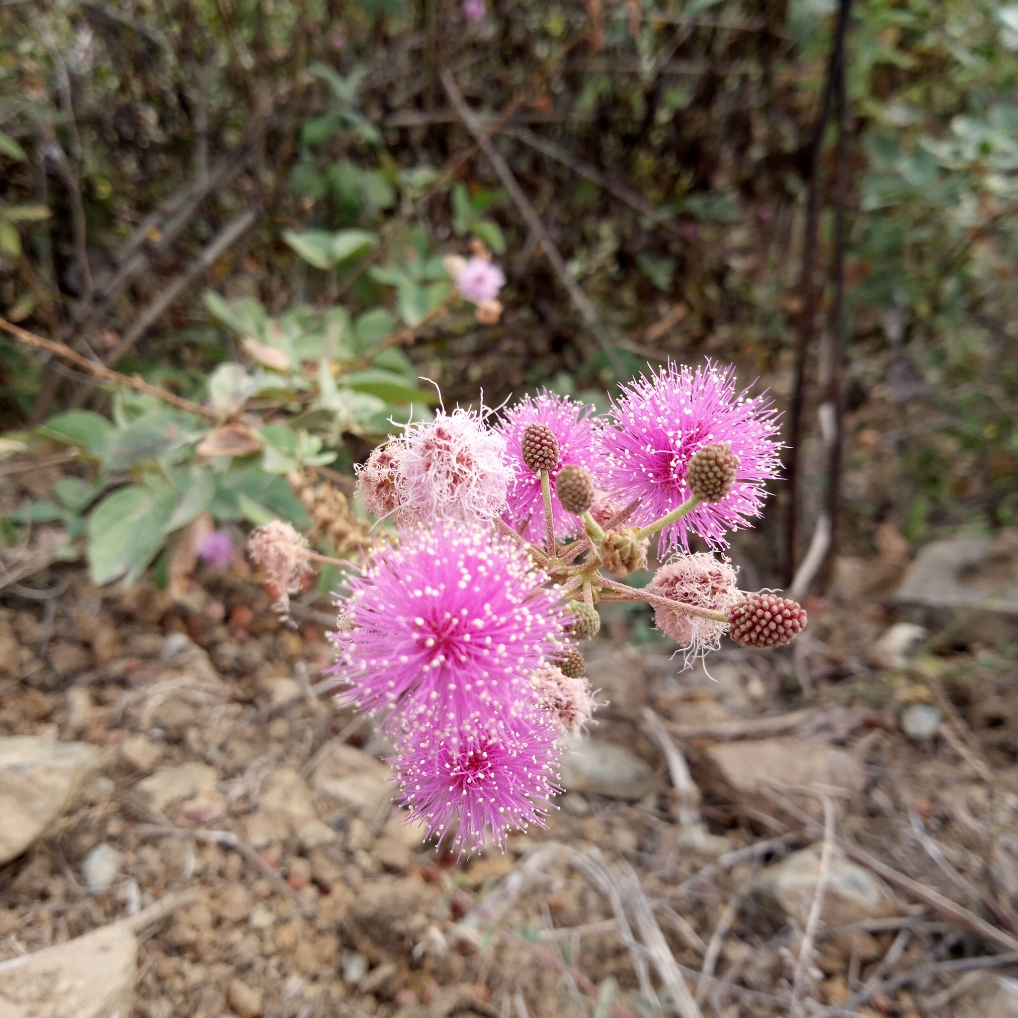 Mimosa albida image