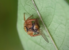 Salticinae