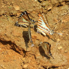 Graphium nomius nomius